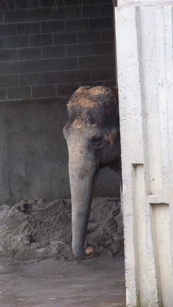 Young Asian Elephant playing peekaboo before entering their yard.